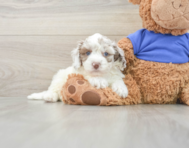 6 week old Cockapoo Puppy For Sale - Lone Star Pups