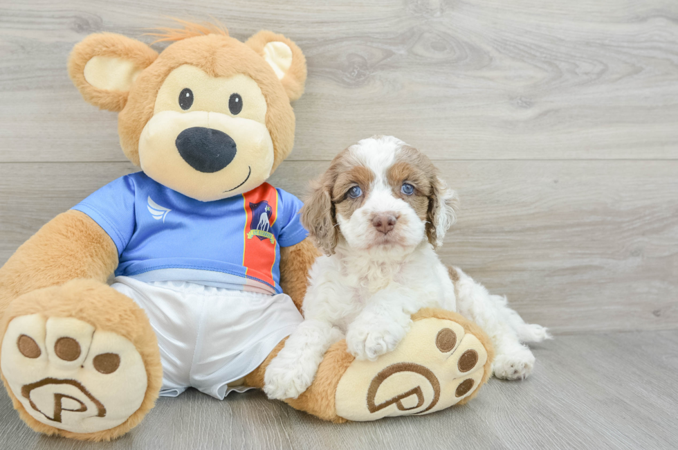 5 week old Cockapoo Puppy For Sale - Lone Star Pups