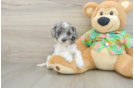 Small Cockapoo Baby