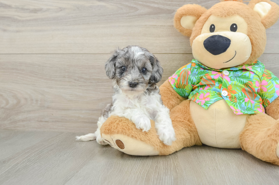 5 week old Cockapoo Puppy For Sale - Lone Star Pups