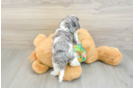 Cockapoo Puppy for Adoption