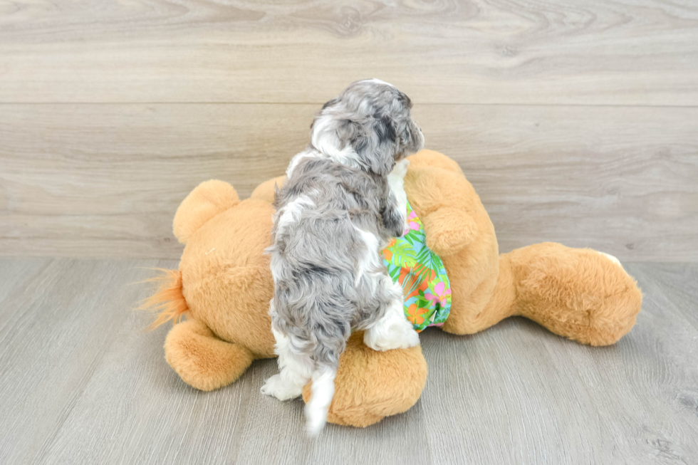 Cockapoo Puppy for Adoption