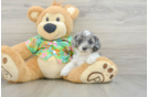 Cute Cockapoo Baby