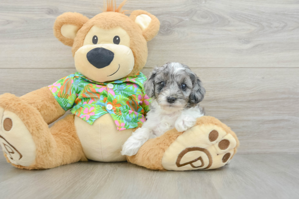 Cute Cockapoo Baby