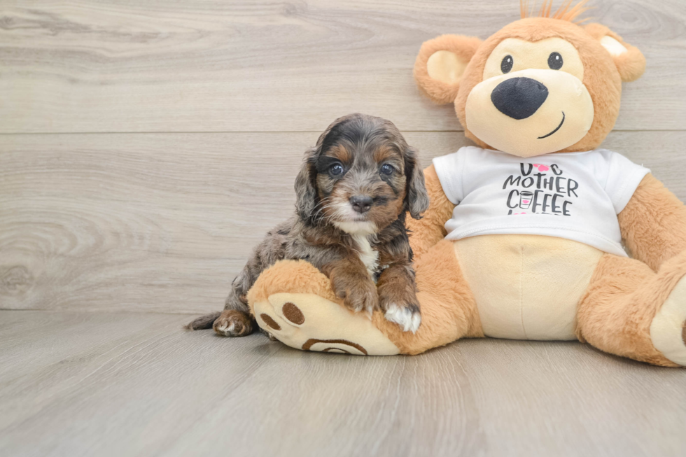 Best Cockapoo Baby