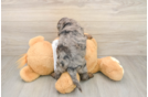 Best Cockapoo Baby