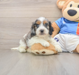 7 week old Cockapoo Puppy For Sale - Lone Star Pups