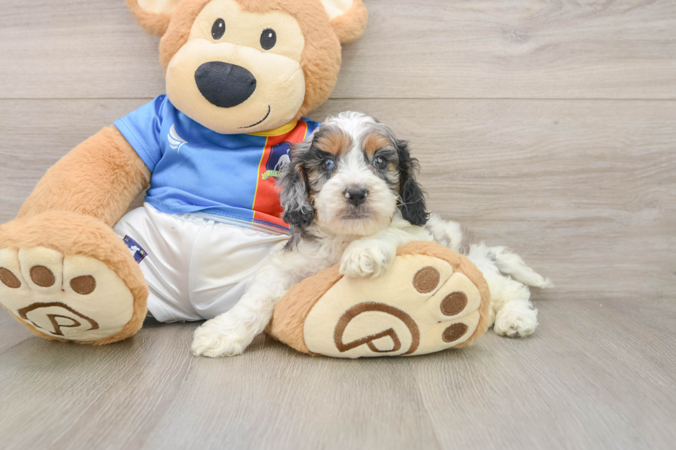 Best Cockapoo Baby