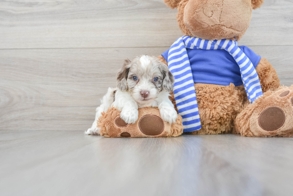 Cockapoo Puppy for Adoption