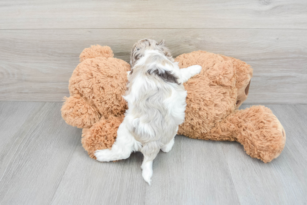 Friendly Cockapoo Baby