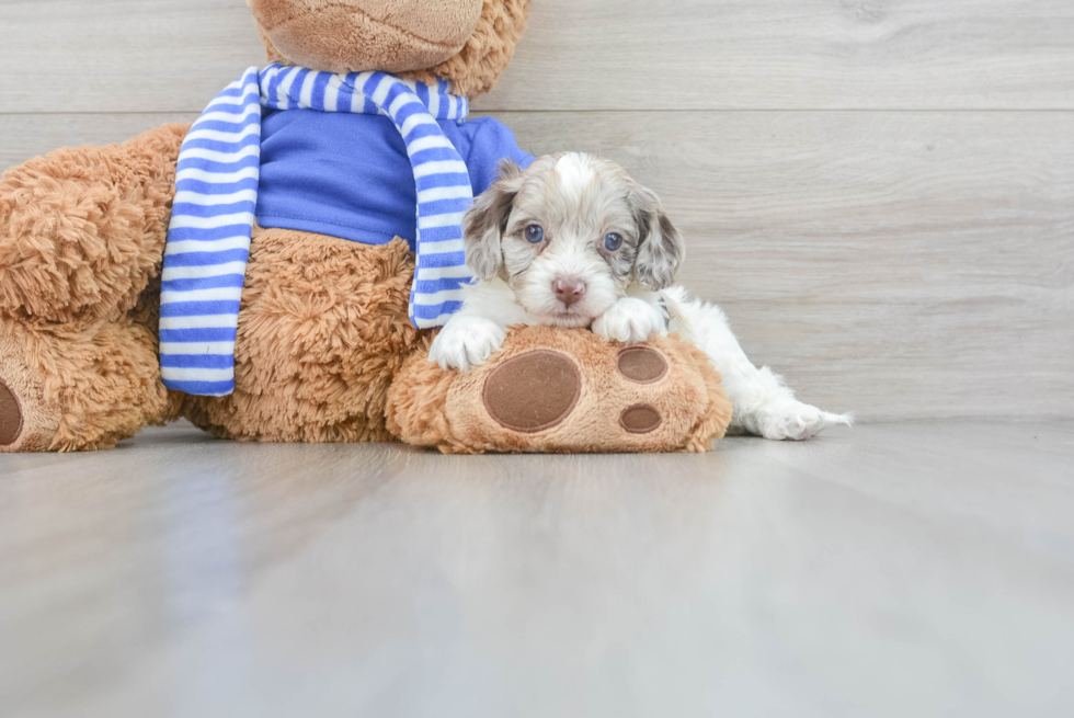 Cockapoo Puppy for Adoption