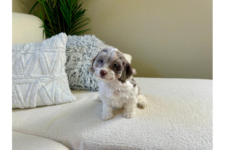 Cute Cockapoo Baby