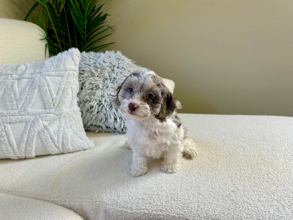 Cute Cockapoo Baby