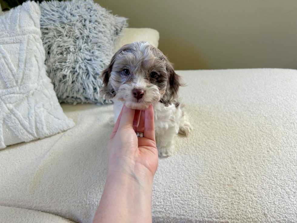 Best Cockapoo Baby