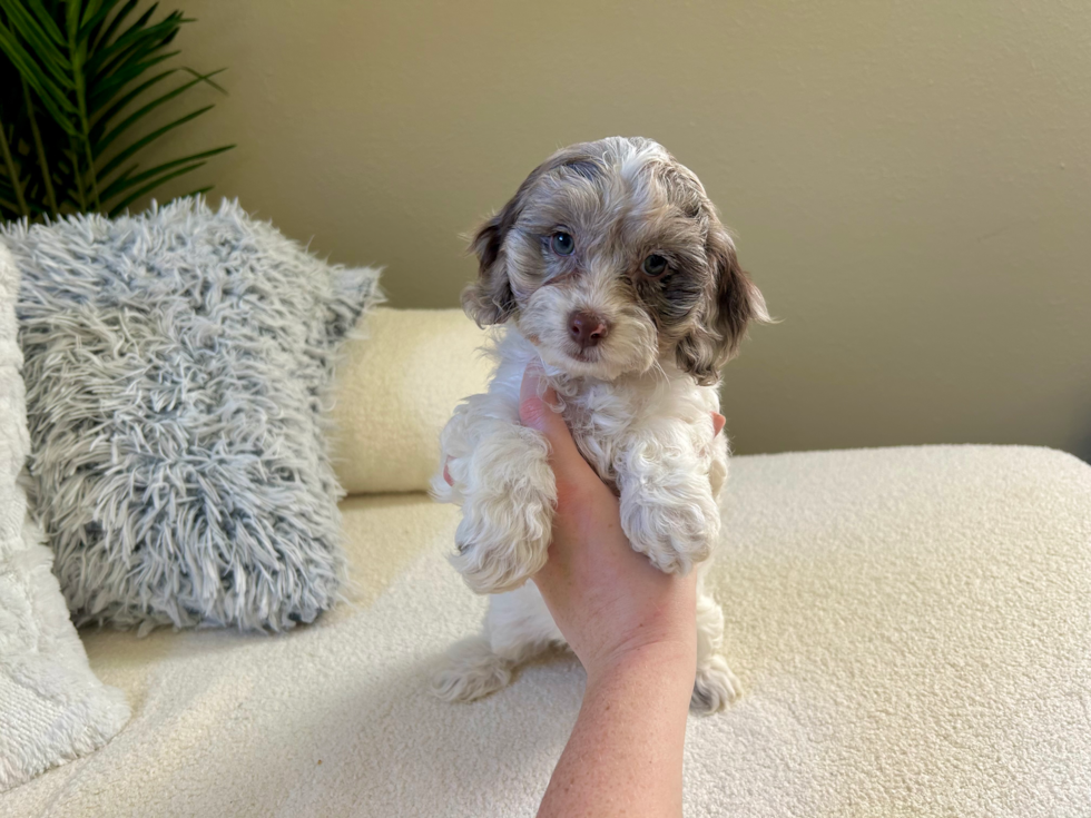 Cute Cockapoo Poodle Mix Pup