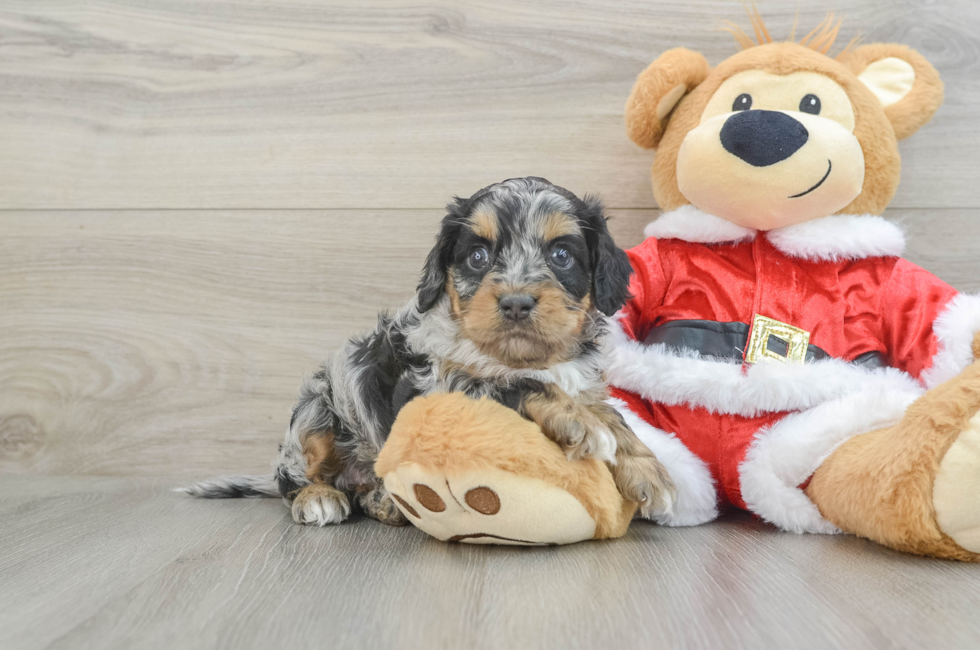 5 week old Cockapoo Puppy For Sale - Lone Star Pups