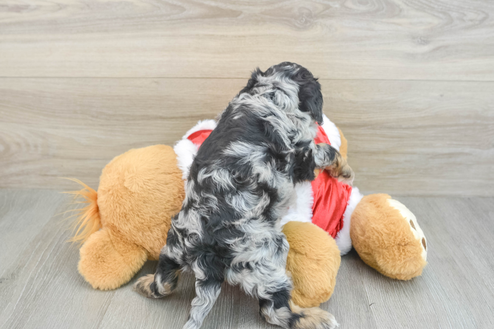 Hypoallergenic Cocker Doodle Poodle Mix Puppy