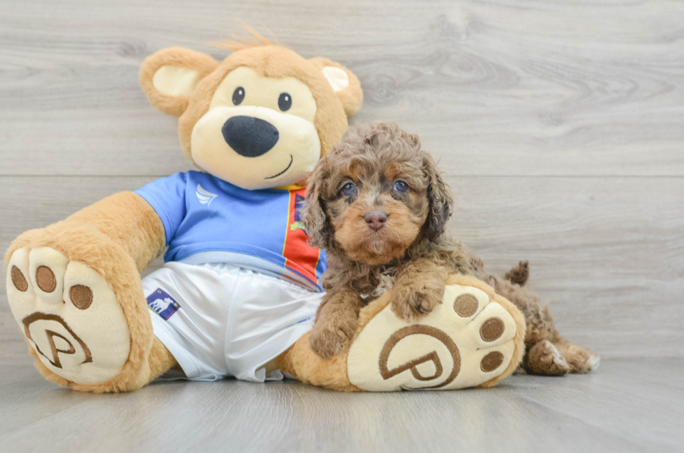 5 week old Cockapoo Puppy For Sale - Lone Star Pups