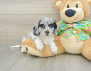 6 week old Cockapoo Puppy For Sale - Lone Star Pups
