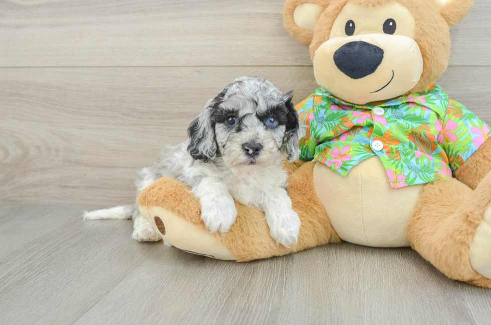 5 week old Cockapoo Puppy For Sale - Lone Star Pups