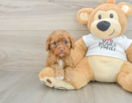 8 week old Cockapoo Puppy For Sale - Lone Star Pups