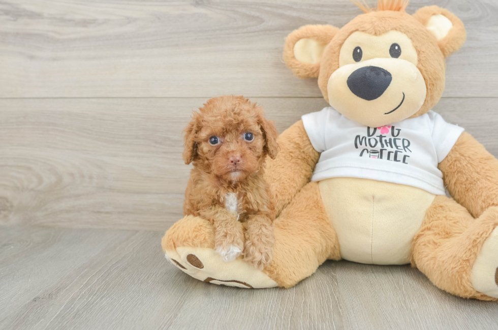 6 week old Cockapoo Puppy For Sale - Lone Star Pups