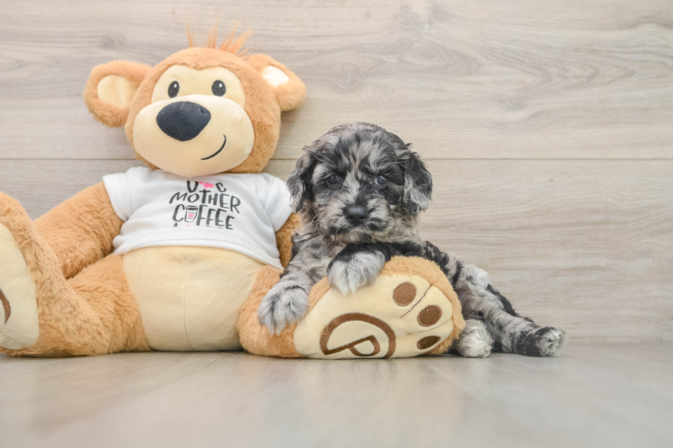 Fluffy Cockapoo Poodle Mix Pup