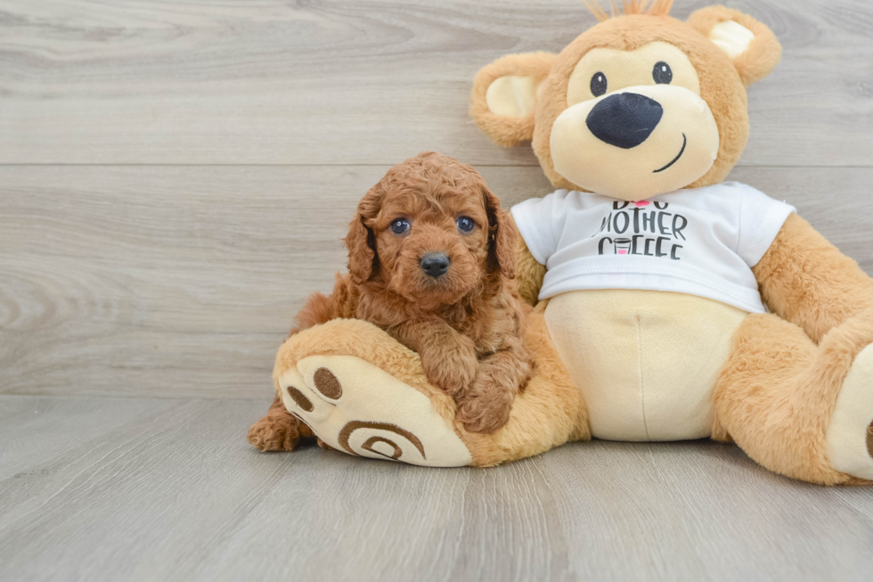 Cockapoo Pup Being Cute