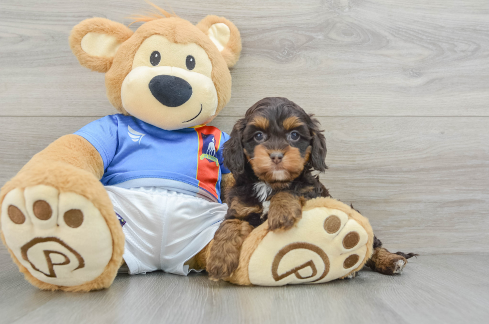 5 week old Cockapoo Puppy For Sale - Lone Star Pups