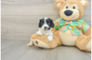 Cockapoo Puppy for Adoption