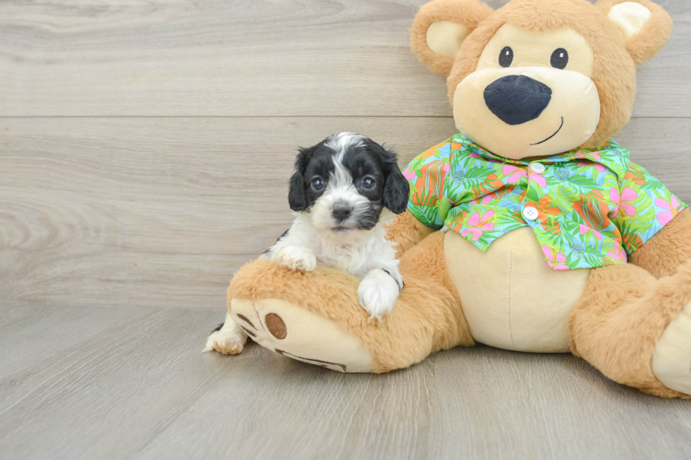 Cockapoo Puppy for Adoption