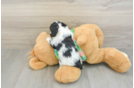 Cockapoo Puppy for Adoption