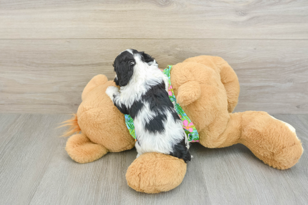Cockapoo Puppy for Adoption