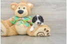 Fluffy Cockapoo Poodle Mix Pup
