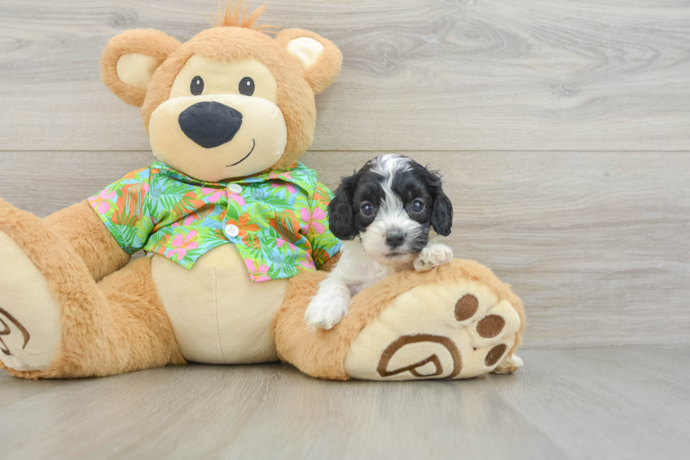 Fluffy Cockapoo Poodle Mix Pup