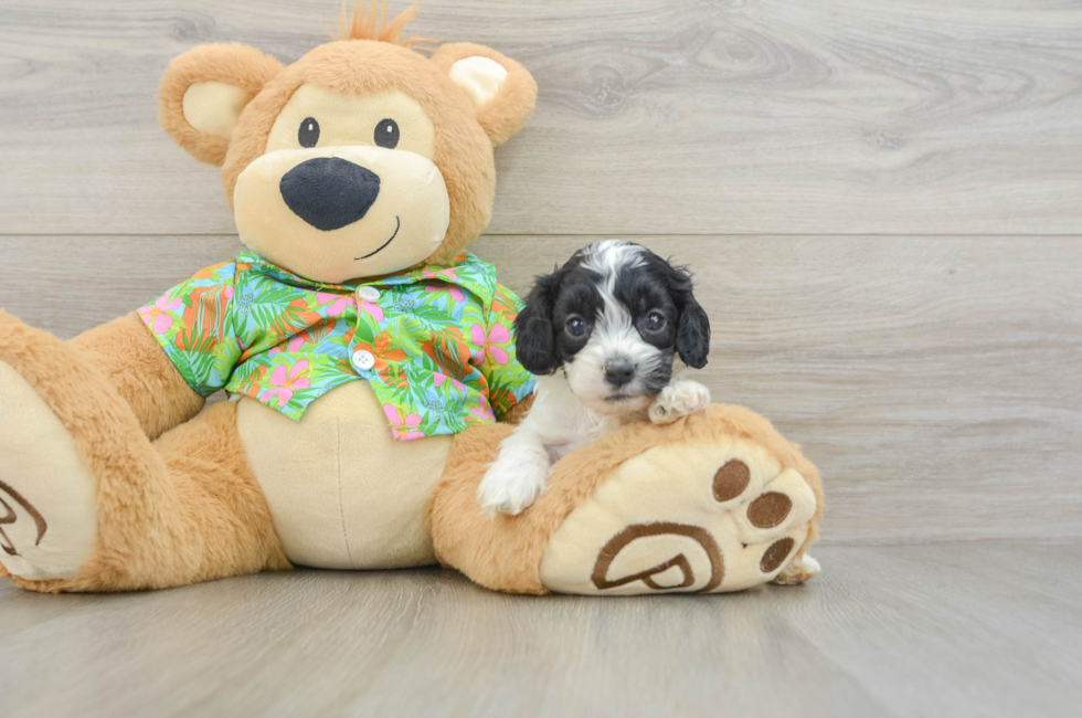 5 week old Cockapoo Puppy For Sale - Lone Star Pups