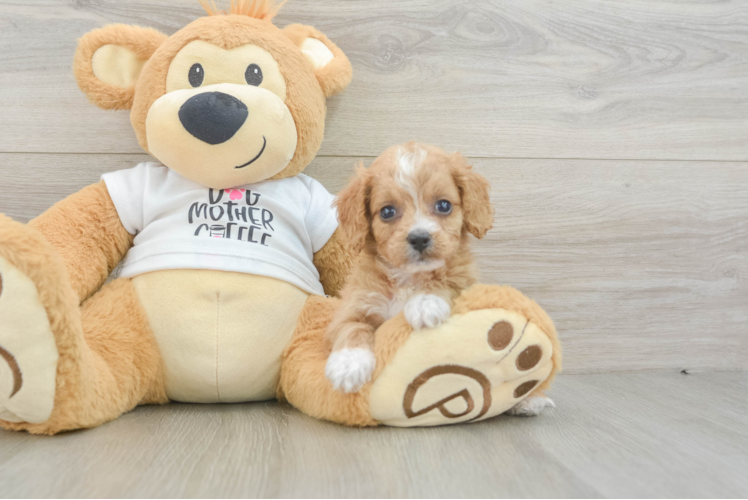 Petite Cockapoo Poodle Mix Pup