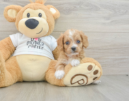8 week old Cockapoo Puppy For Sale - Lone Star Pups