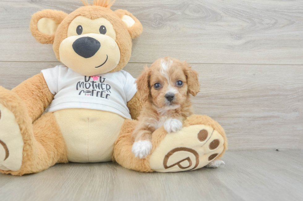 6 week old Cockapoo Puppy For Sale - Lone Star Pups