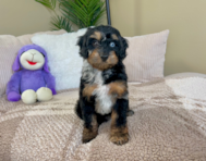 9 week old Cockapoo Puppy For Sale - Lone Star Pups