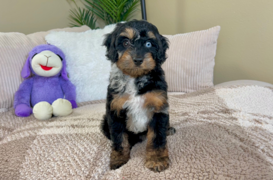 Cute Cockapoo Baby