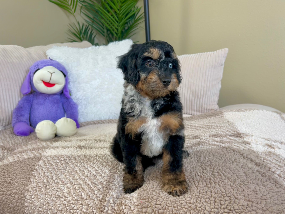 Cute Cocker Doodle Poodle Mix Puppy