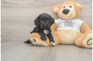 Cockapoo Pup Being Cute