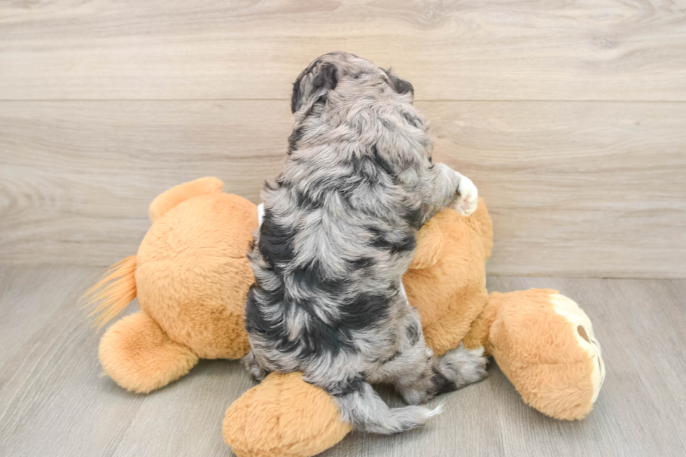 Cockapoo Pup Being Cute