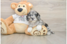 Best Cockapoo Baby