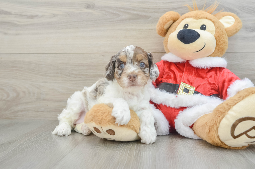 5 week old Cockapoo Puppy For Sale - Lone Star Pups