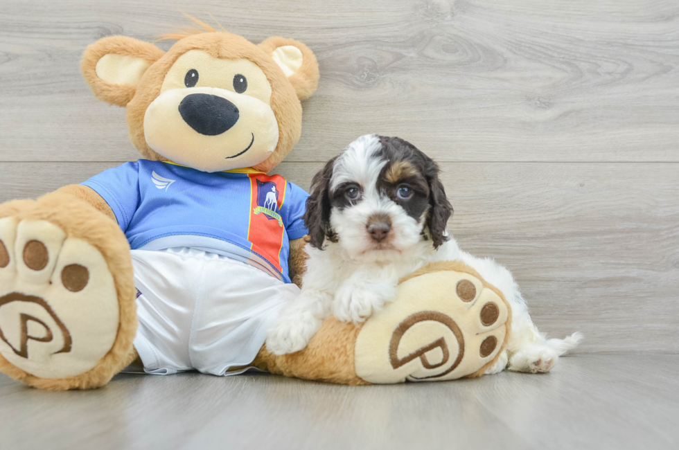 5 week old Cockapoo Puppy For Sale - Lone Star Pups