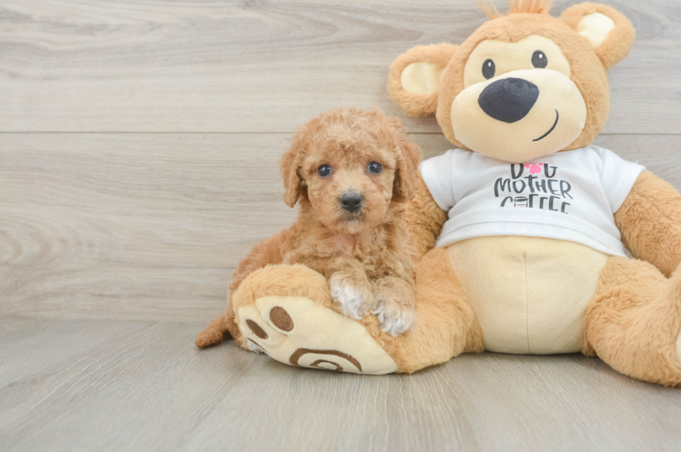 6 week old Cockapoo Puppy For Sale - Lone Star Pups