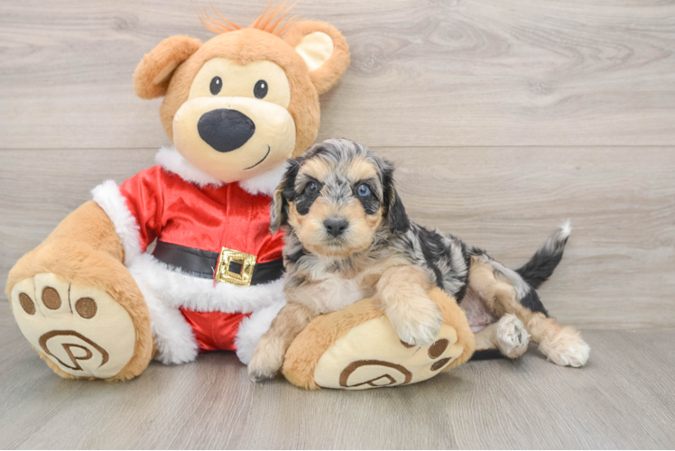 Cockapoo Pup Being Cute