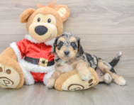 7 week old Cockapoo Puppy For Sale - Lone Star Pups